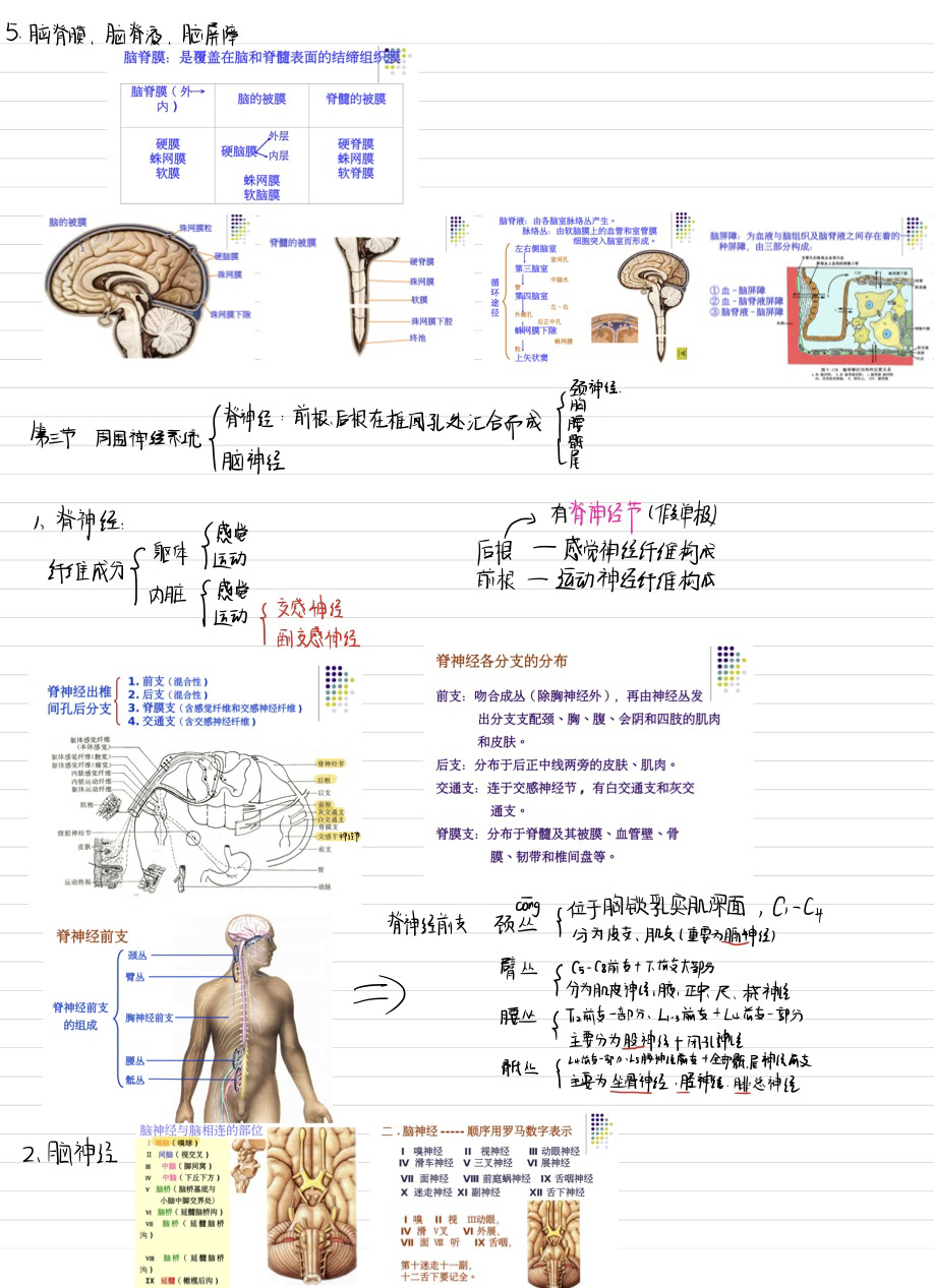 大脑精细结构以及十二对脑神经 相关的核团