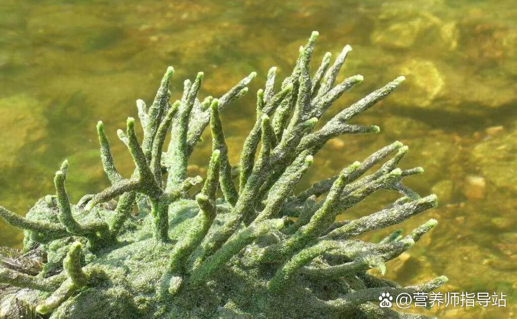 老家河里常见的植物,是一价难求的中药材