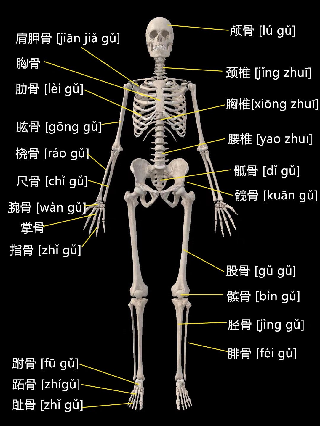 【骨骼入门】1-全身骨骼概览
