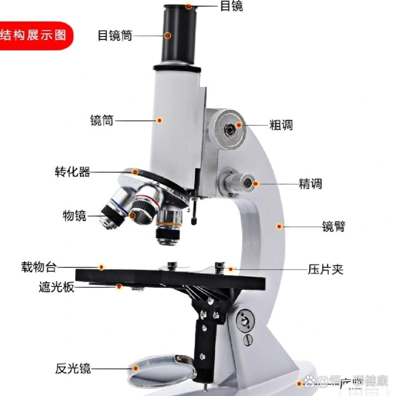 光学仪器显微镜结构图