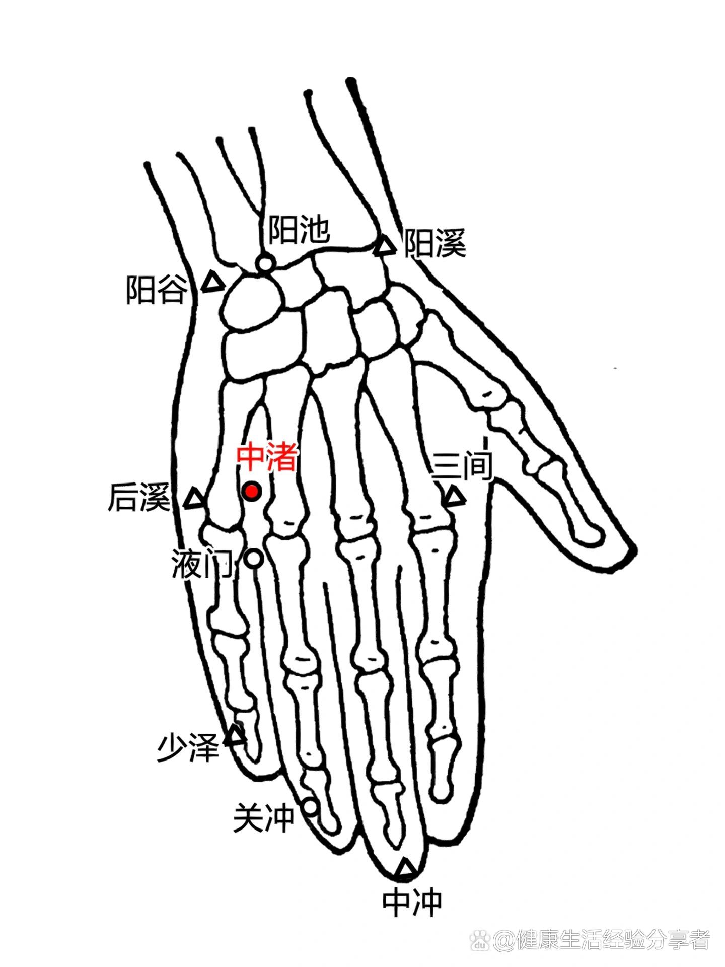 一天记一个穴位
