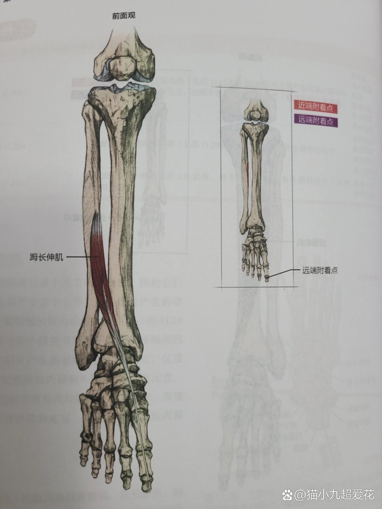 足部拇长屈肌图片