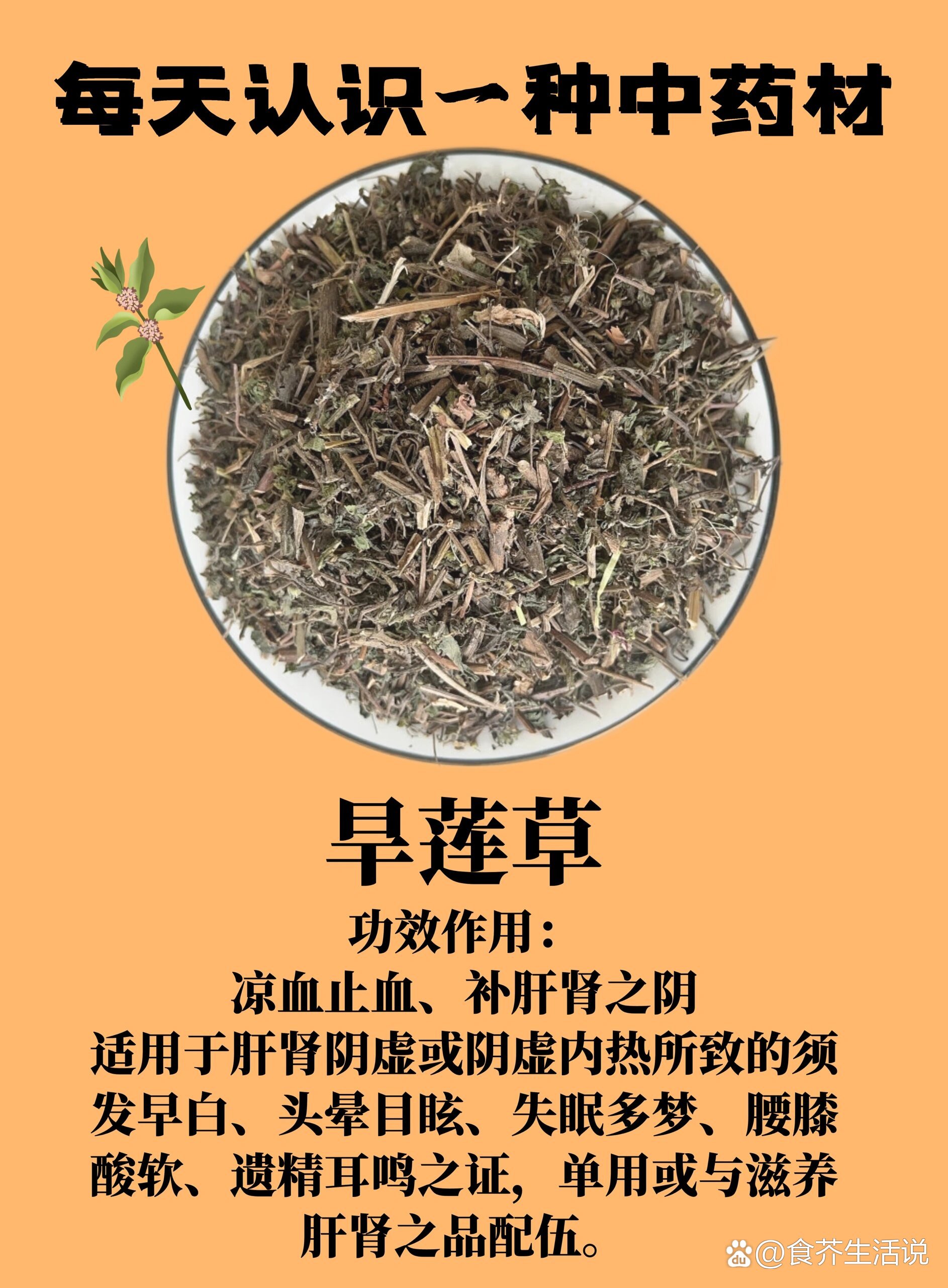 每日认识一种中药材:旱莲草