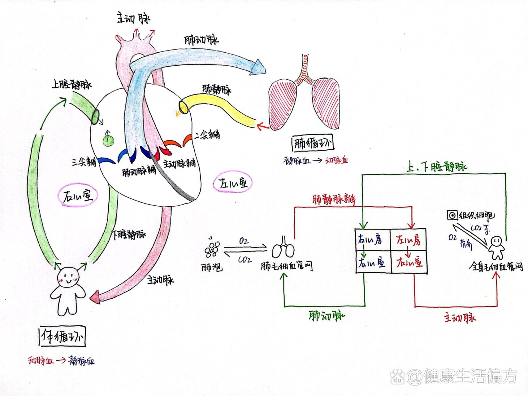 结肠半月瓣图片