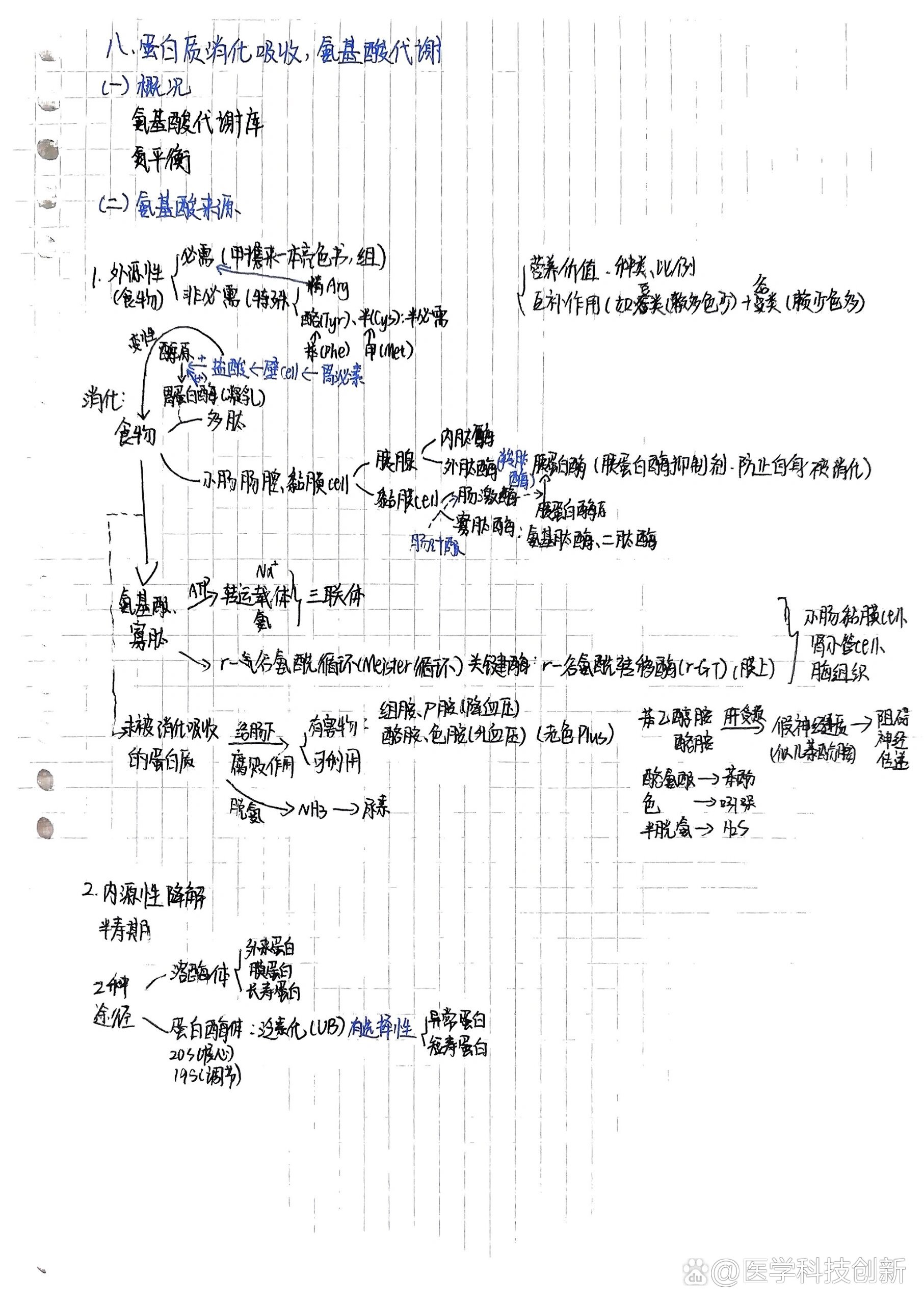 蛋白质的代谢过程图解图片