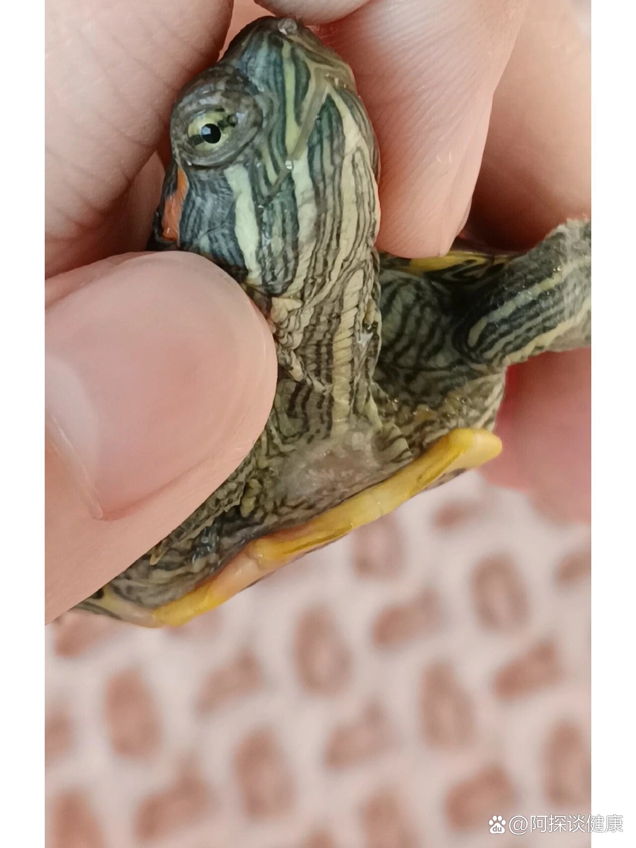 乌龟腐皮不管可以自愈嘛?
