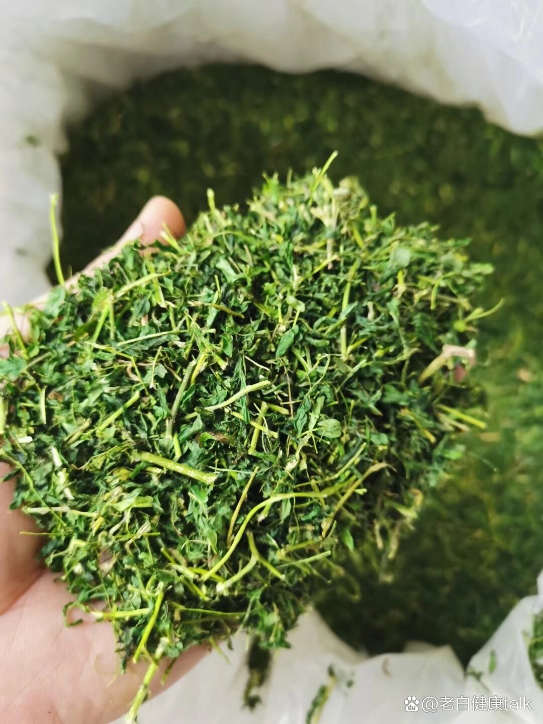 鸡骨草茶也叫护肝茶