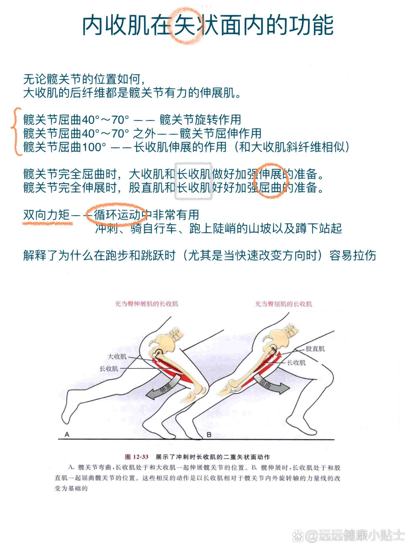 肌肉 髋关节内收肌