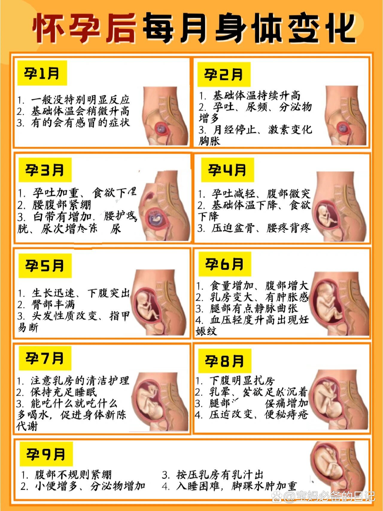 怀孕肚子的变化过程图图片