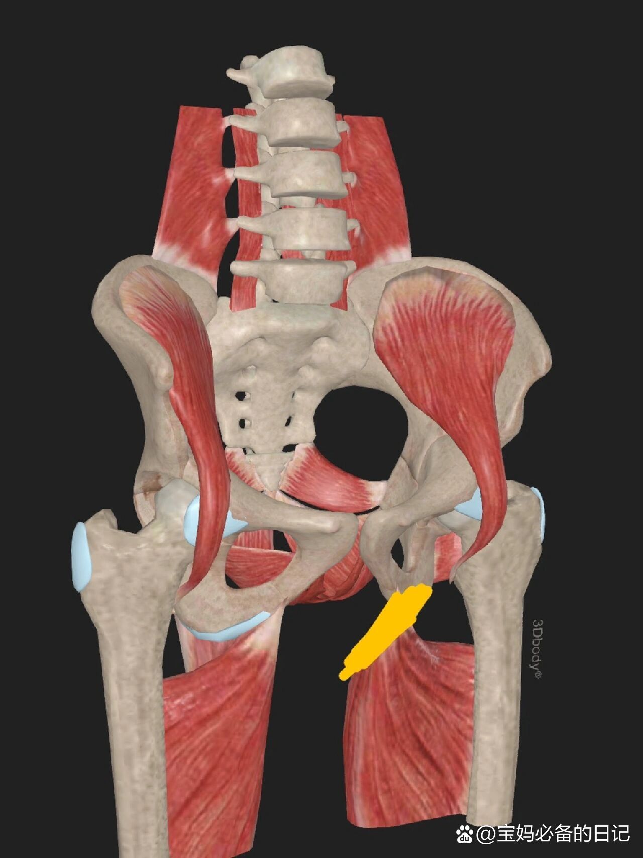 32周左大腿内侧酸痛