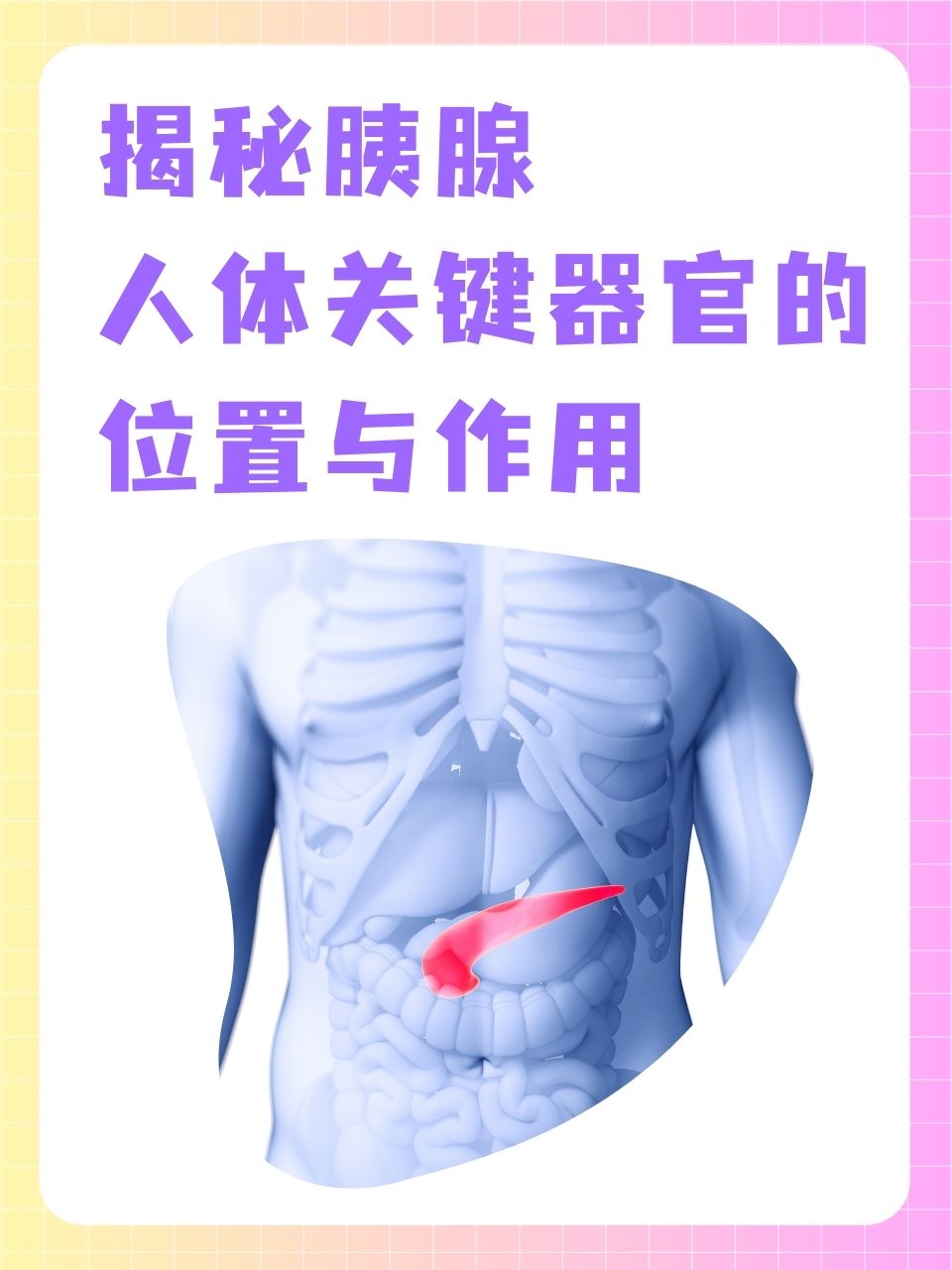 揭秘胰腺:人体关键器官的位置与作用