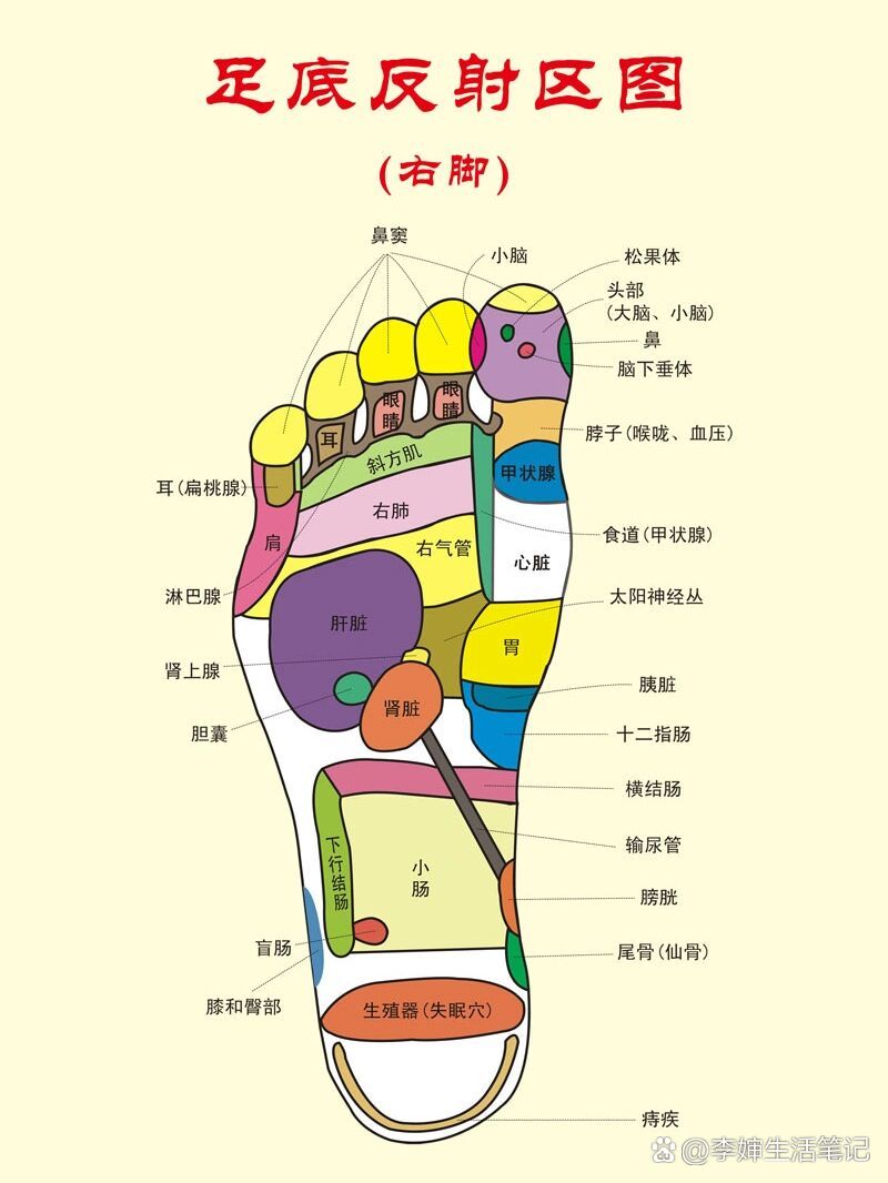 足六条经络图图片