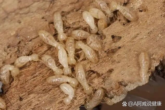  br>白蚁药我之前买过一种粉的,不太好用,只杀死了一部分白蚁.