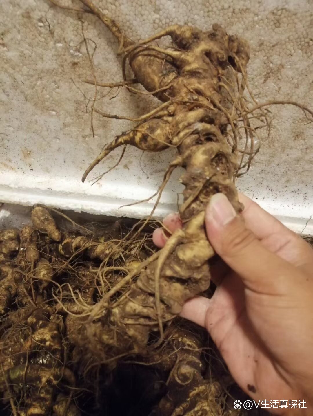 纯正云南野生三七
