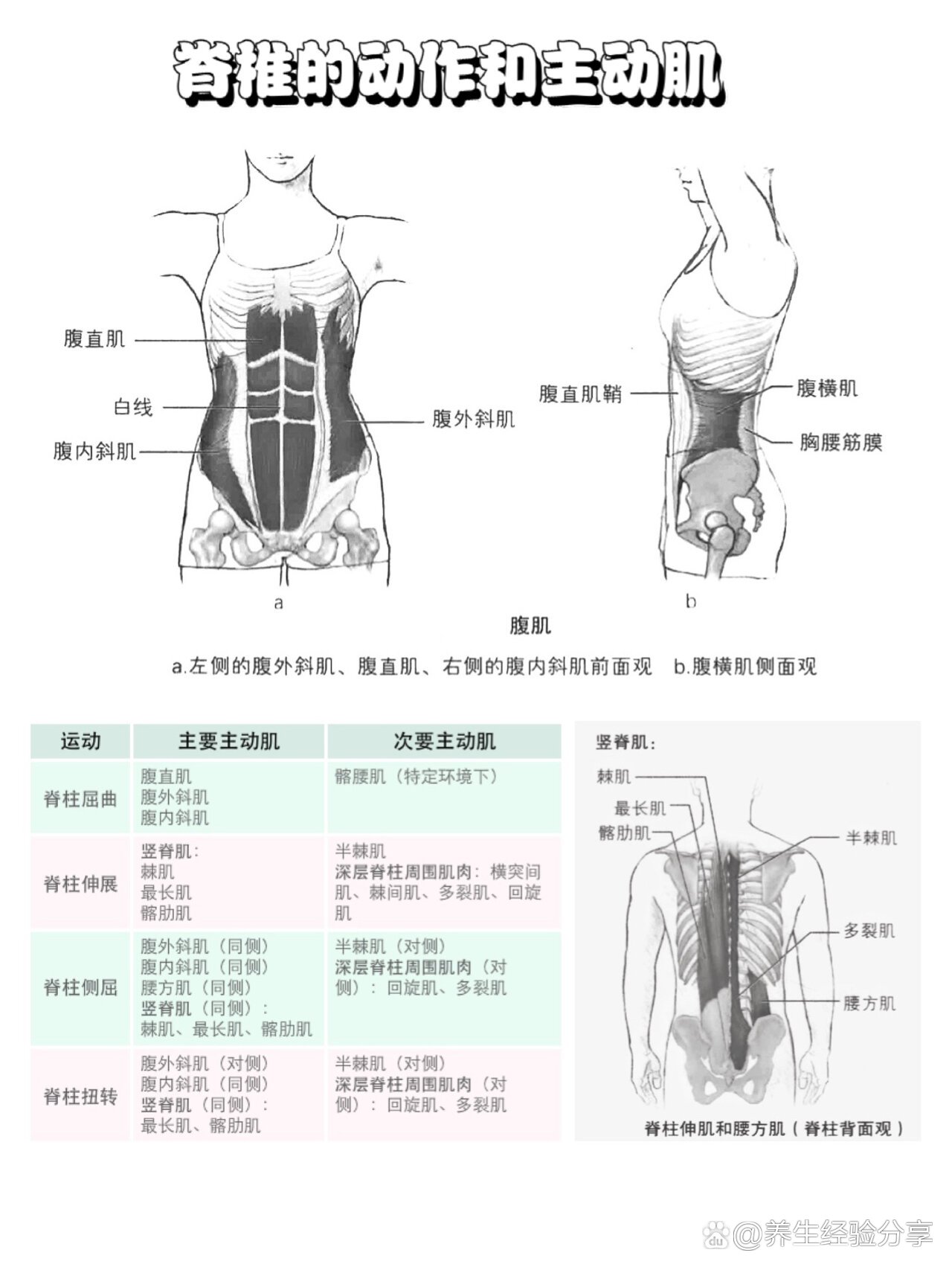 横纹肌分布图片