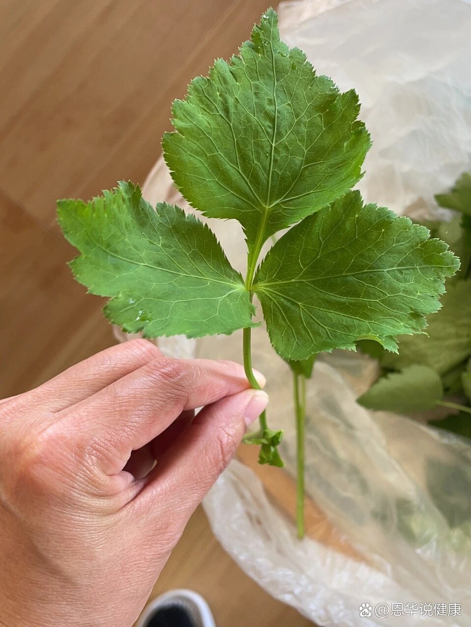 鸭脚板野菜百科图片