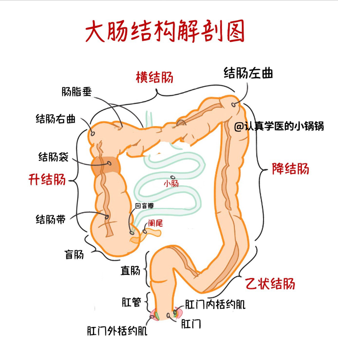 横结肠的作用图片