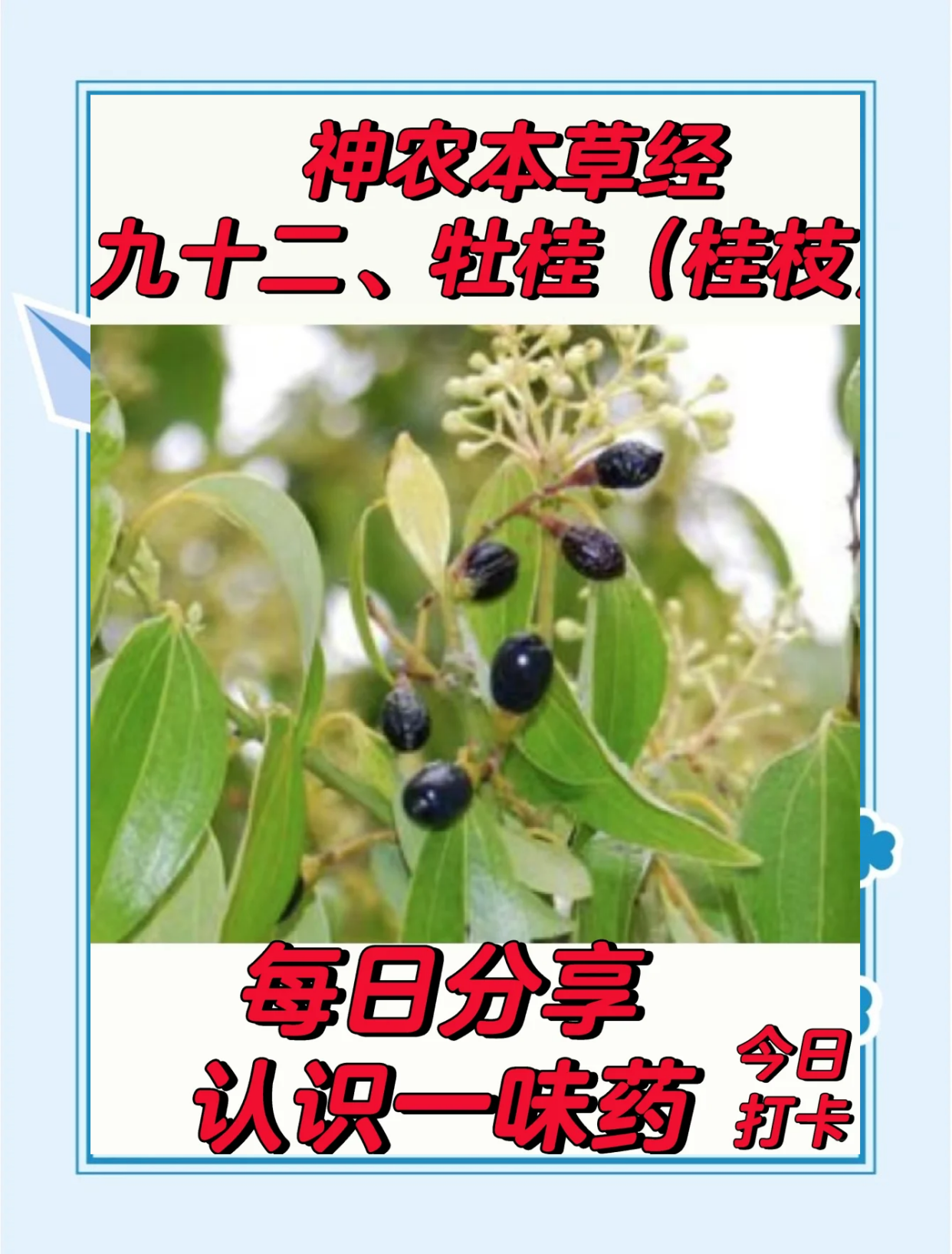 每日一味：探索中药桂枝的奥秘