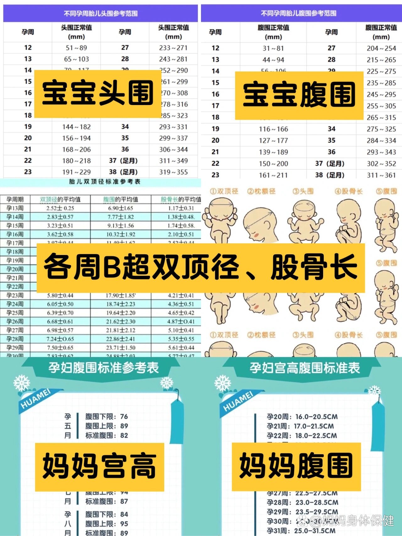 孕期科普33：孕周双顶径、头围、腹围对照表 ️