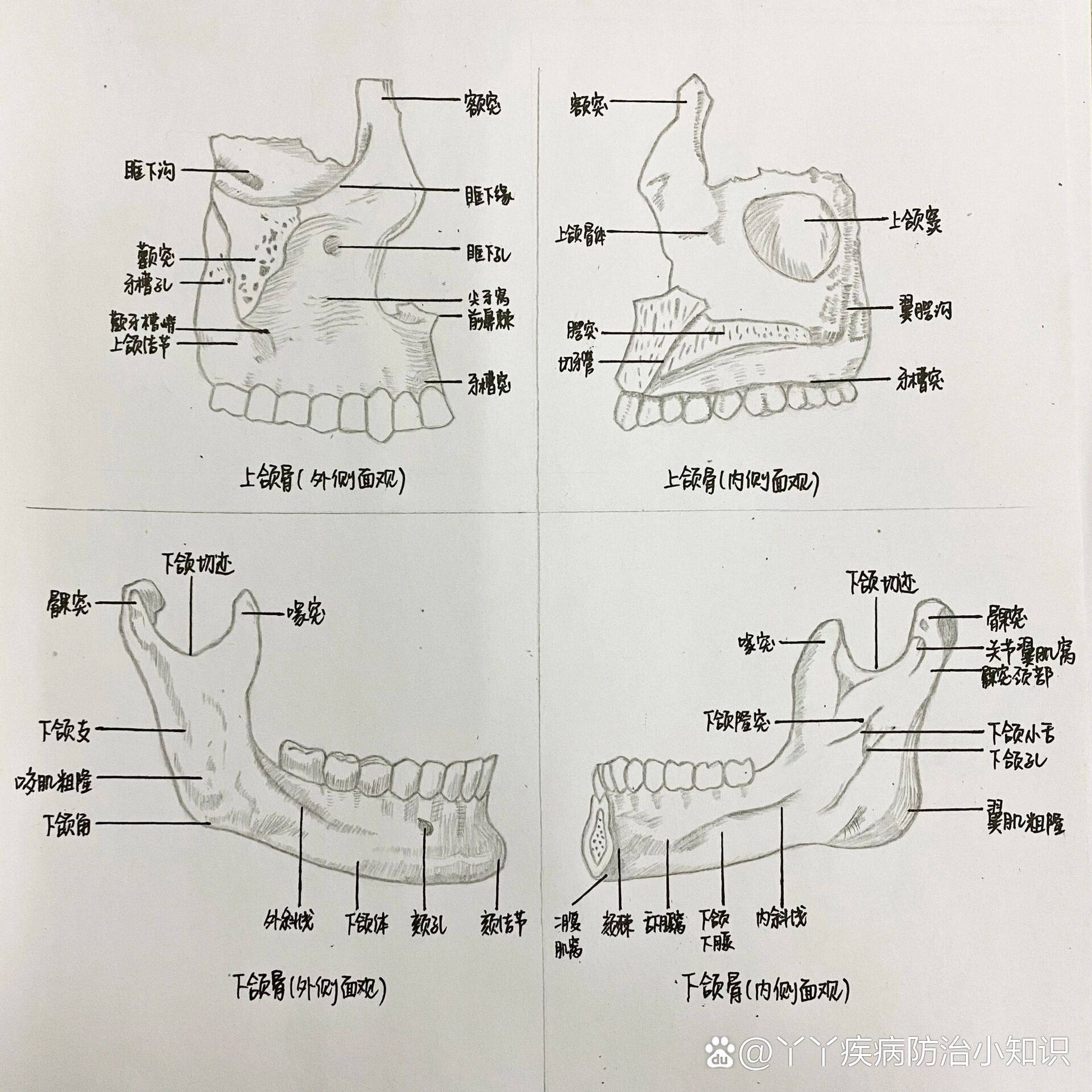 下颌第三磨牙解剖图图片