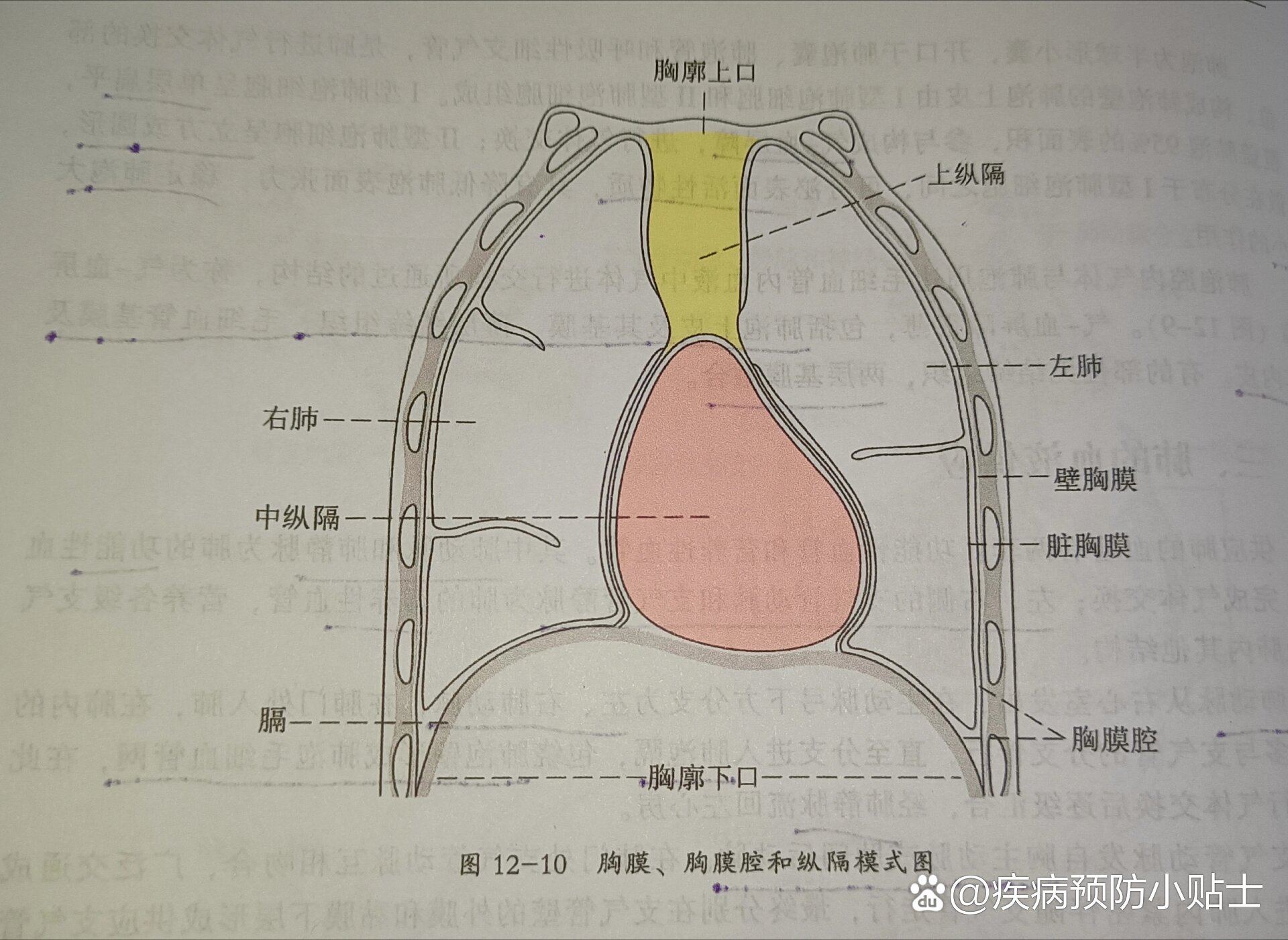 胸膜腔结构图片