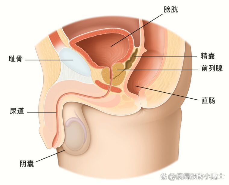 前列腺有啥作用图片