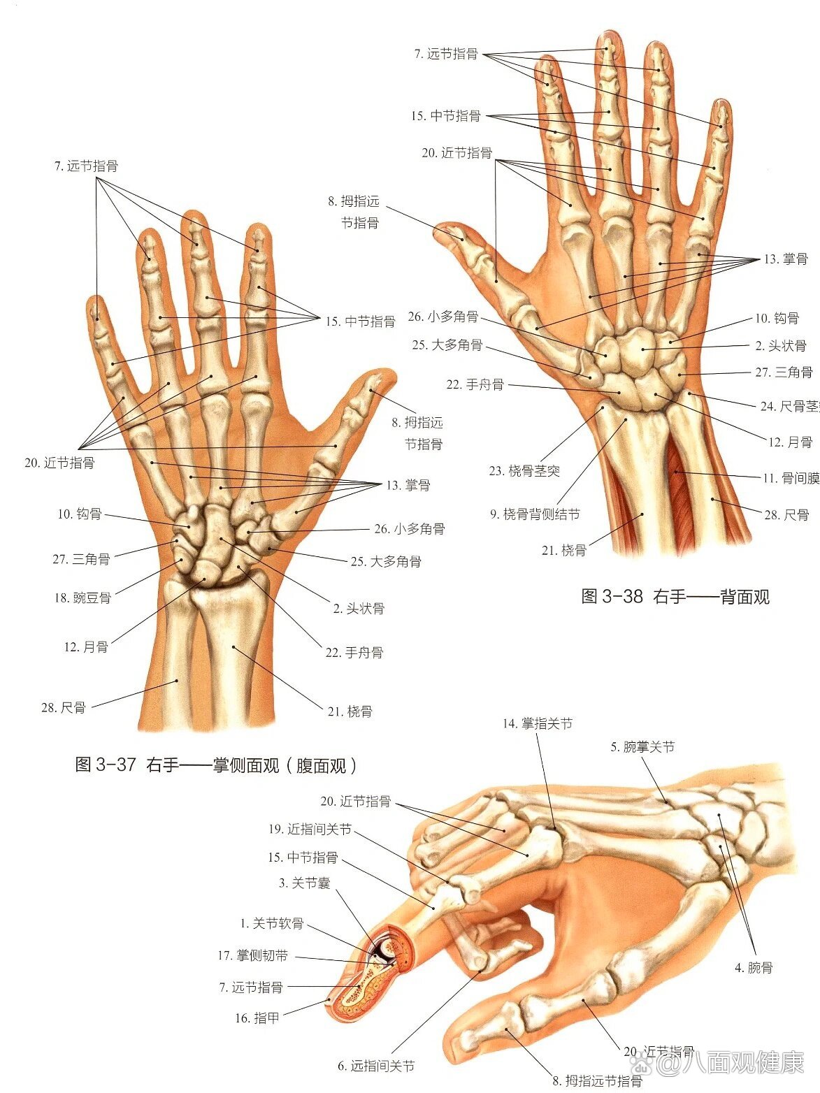 p 手掌骨骼图