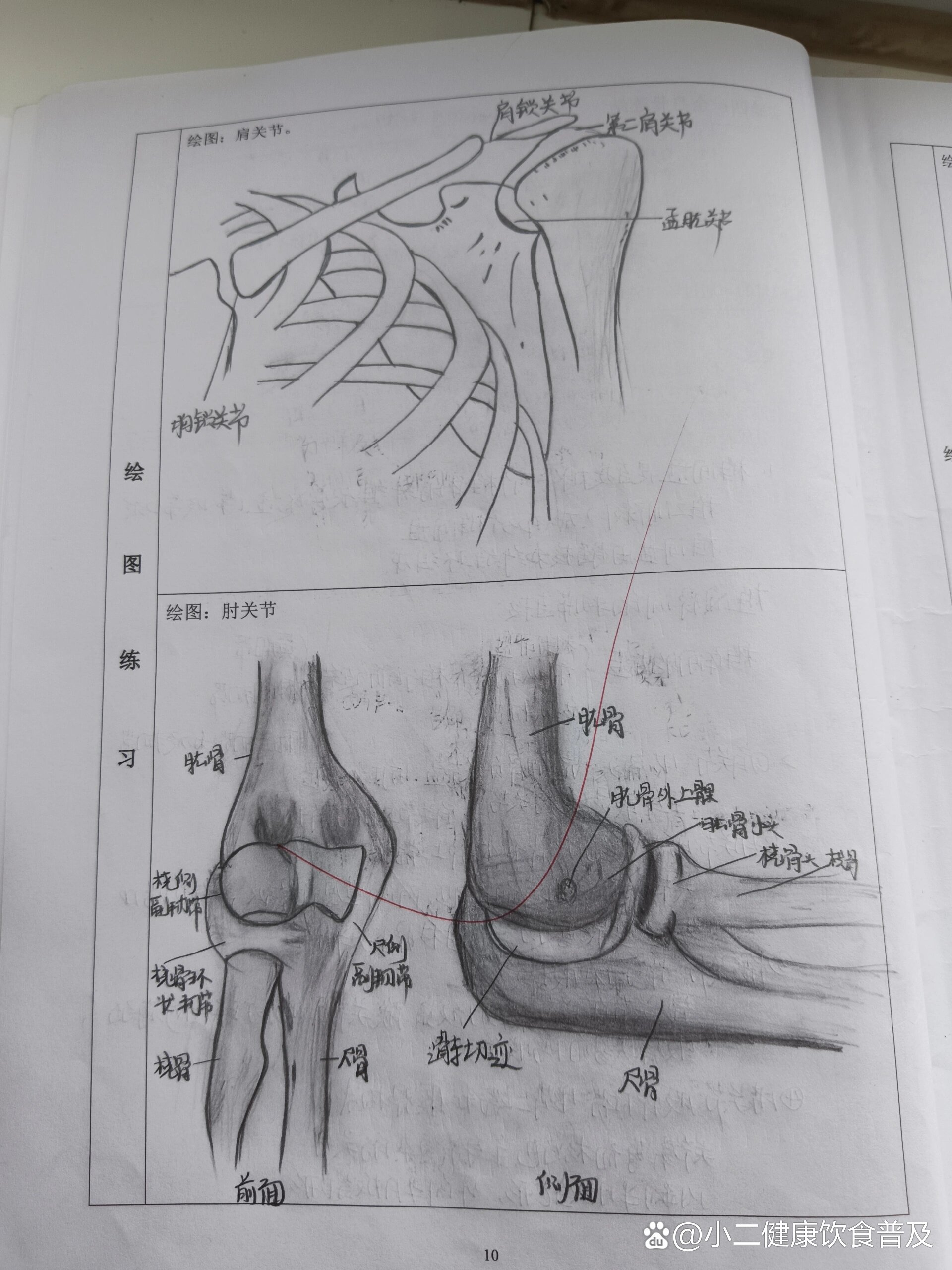 关节结构图手绘简单图片