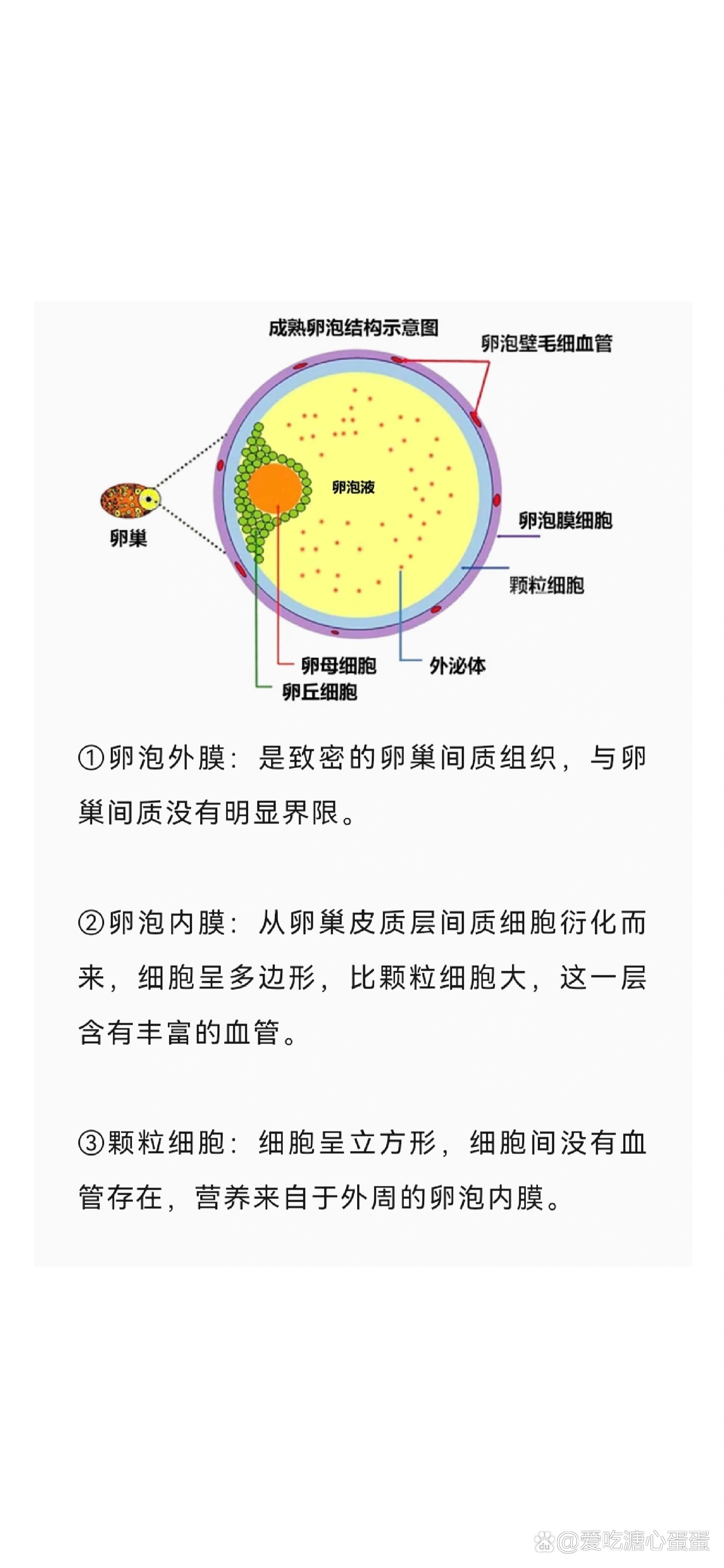 牛卵泡图片成熟图片