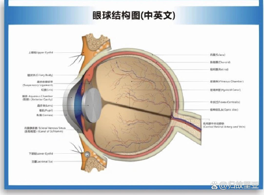 眼睛的组成部分图片