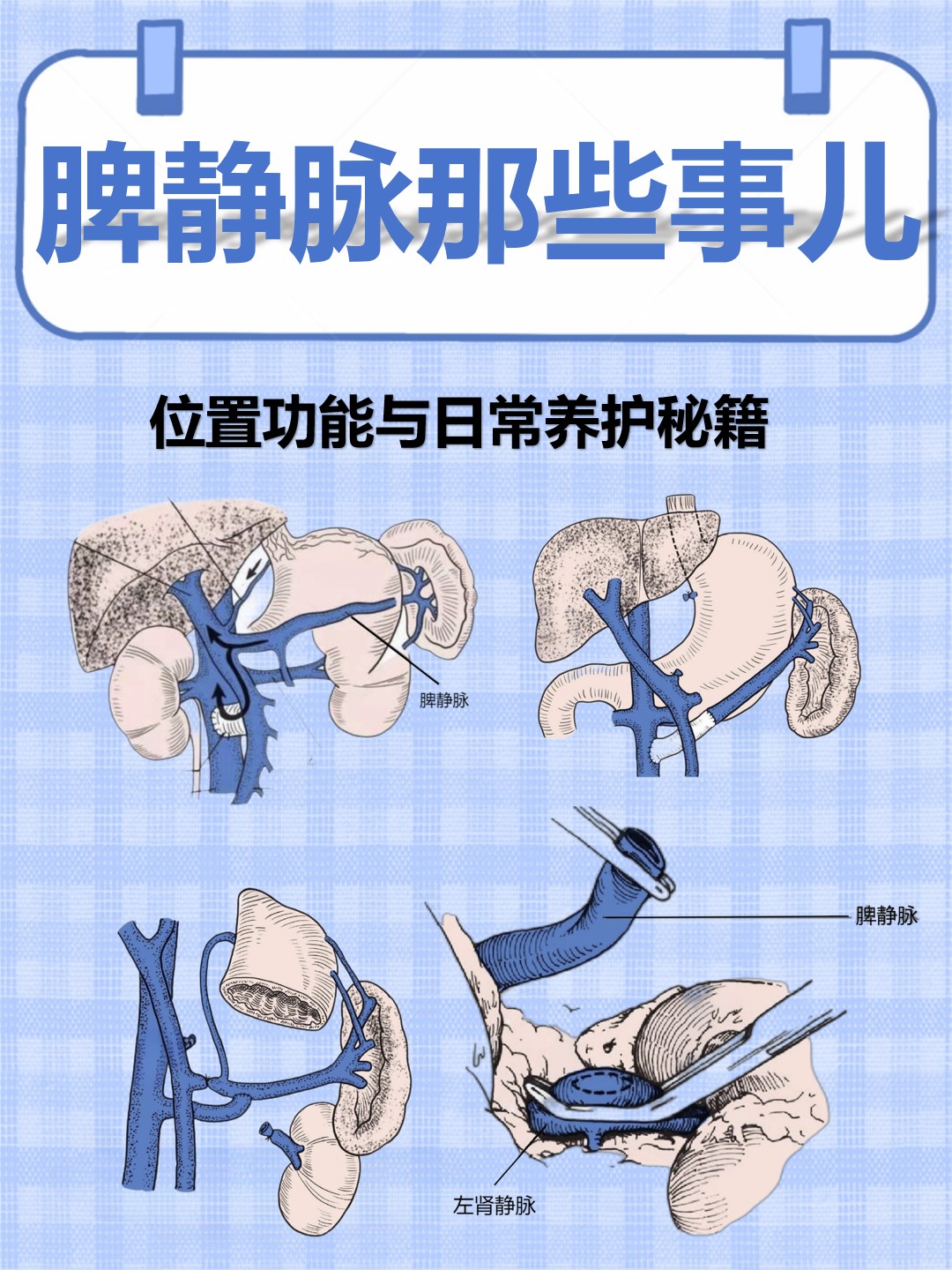 脾静脉那些事儿:位置,功能与日常养护秘籍