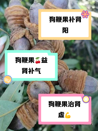 狗鞭果功效与作用