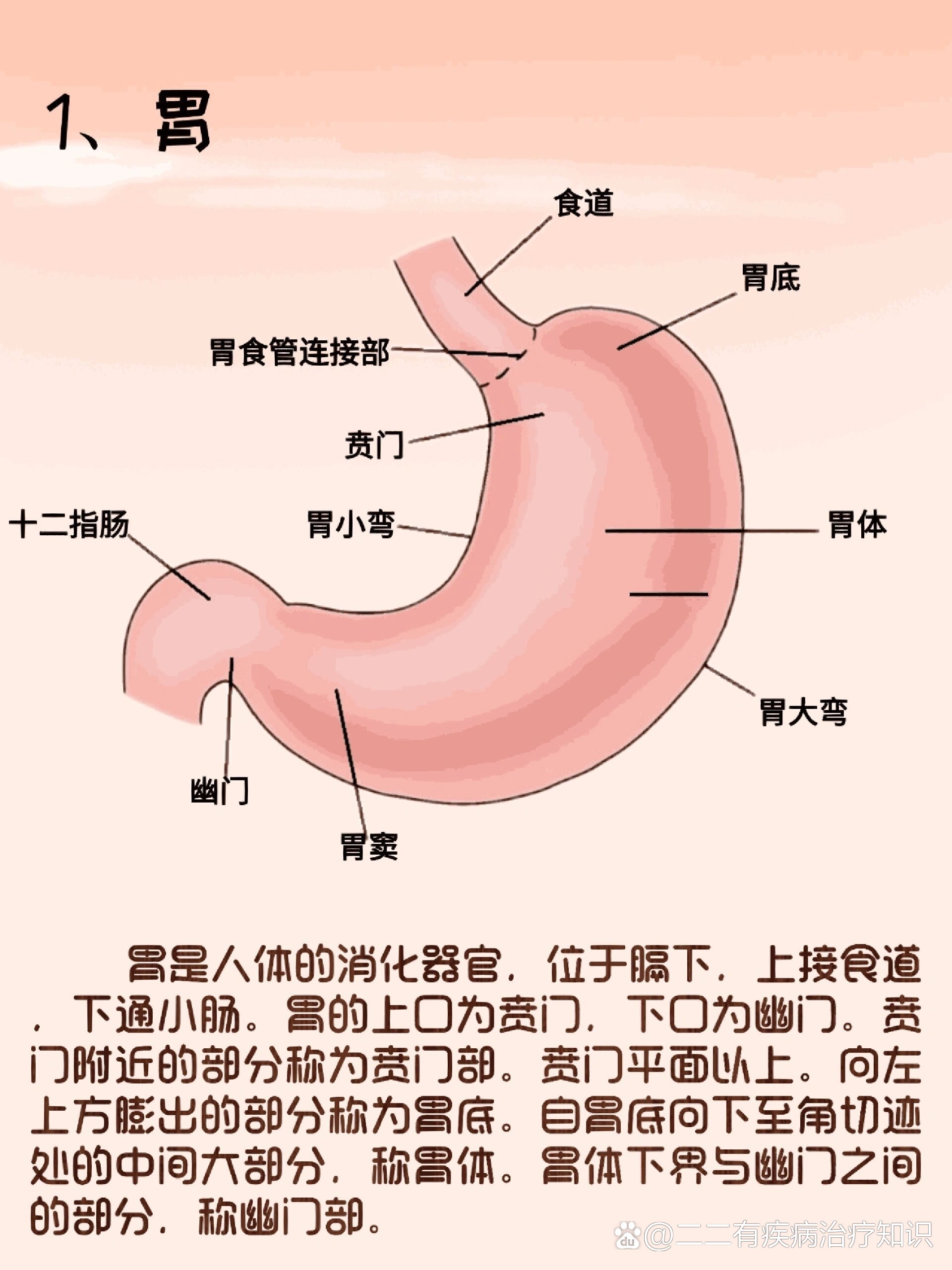 p 器官解剖之胃 br  br 简介 胃是人体的消化器官