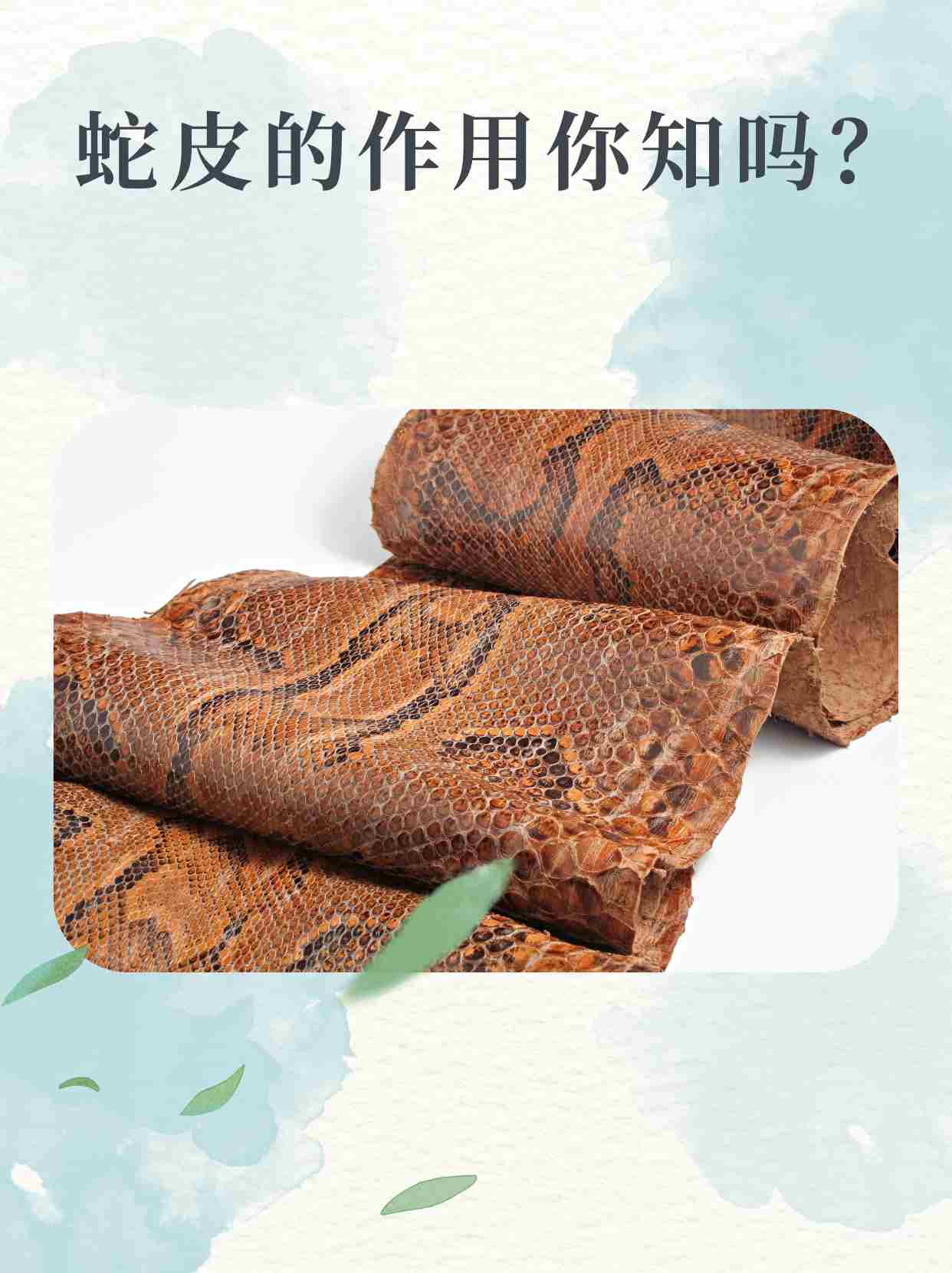 蛇皮竟然有这些作用,你知道吗?