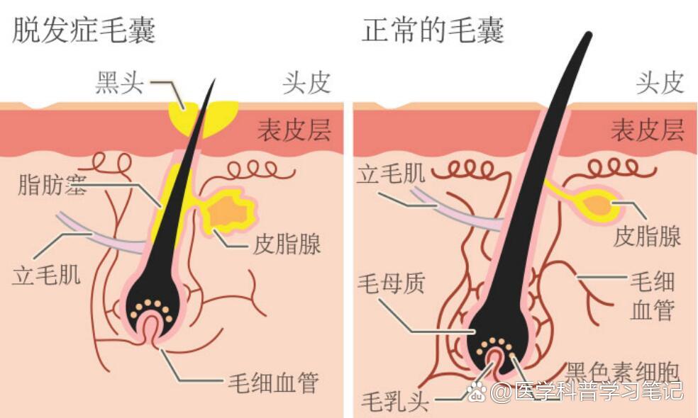 探秘毛囊干细胞活性因子,呵护你的秀发生机