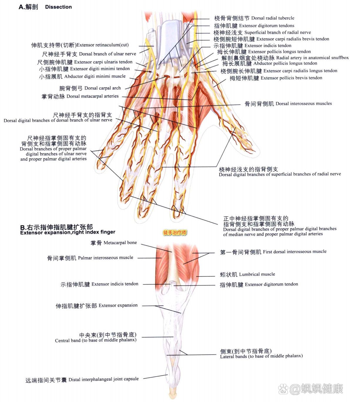 手部解剖名称图片