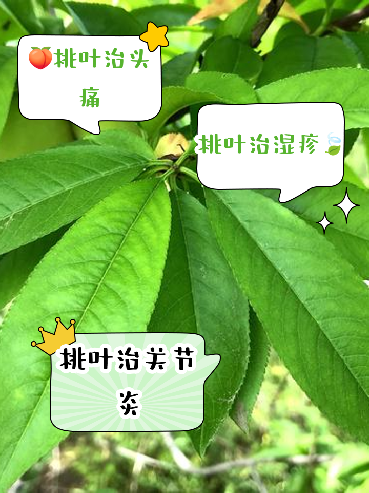桃树叶的功效与作用