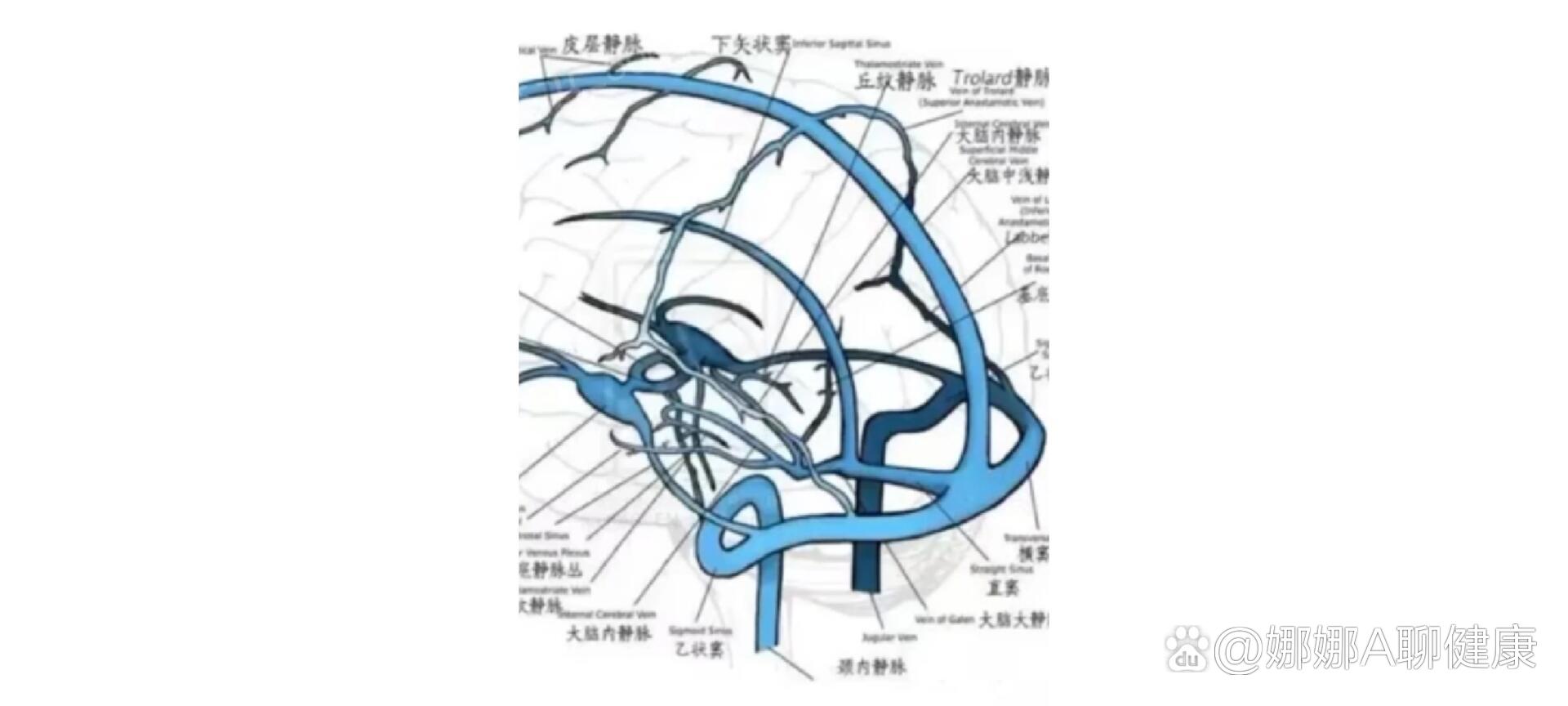 腿部静脉窦图片图片