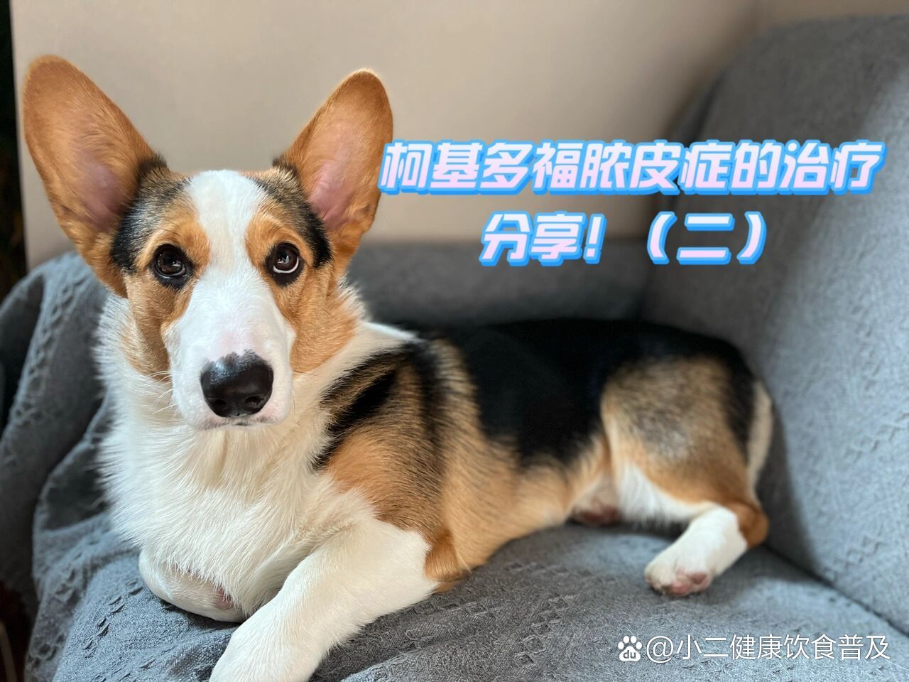 柯基狗子脓皮症的治疗分享!