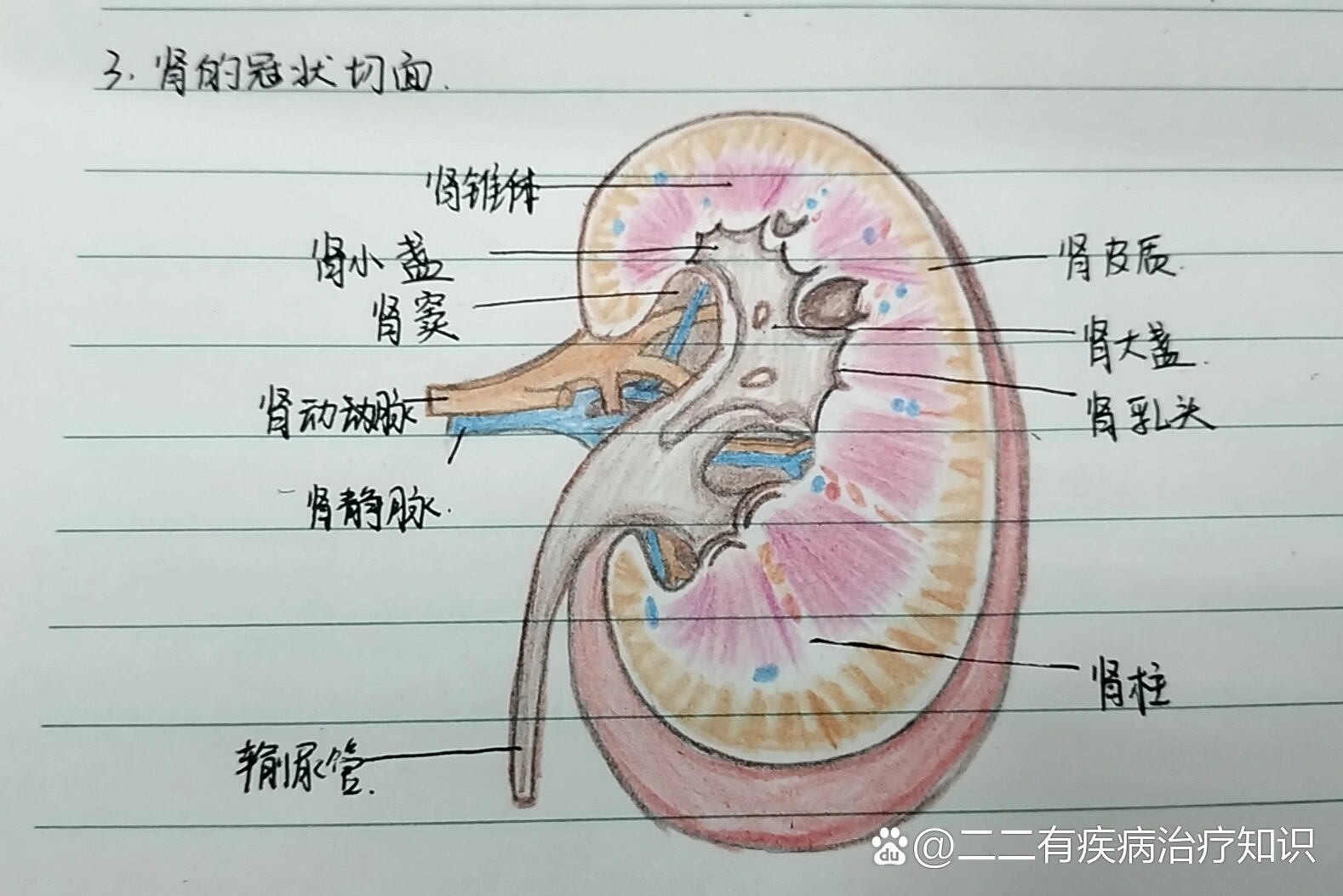 肾的冠状切面
