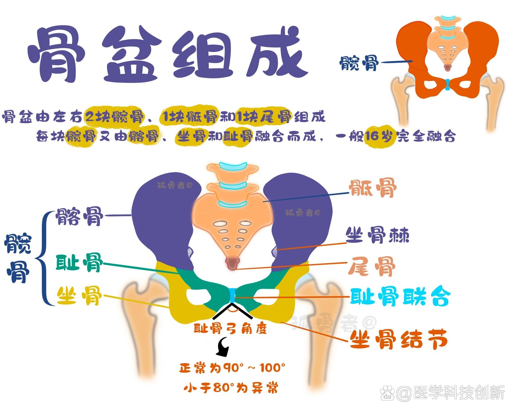 儿童骨盆解剖图图片