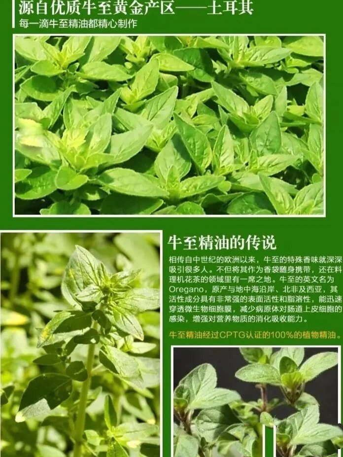 牛至精油:一款堪称"天然抗生素"的精油!