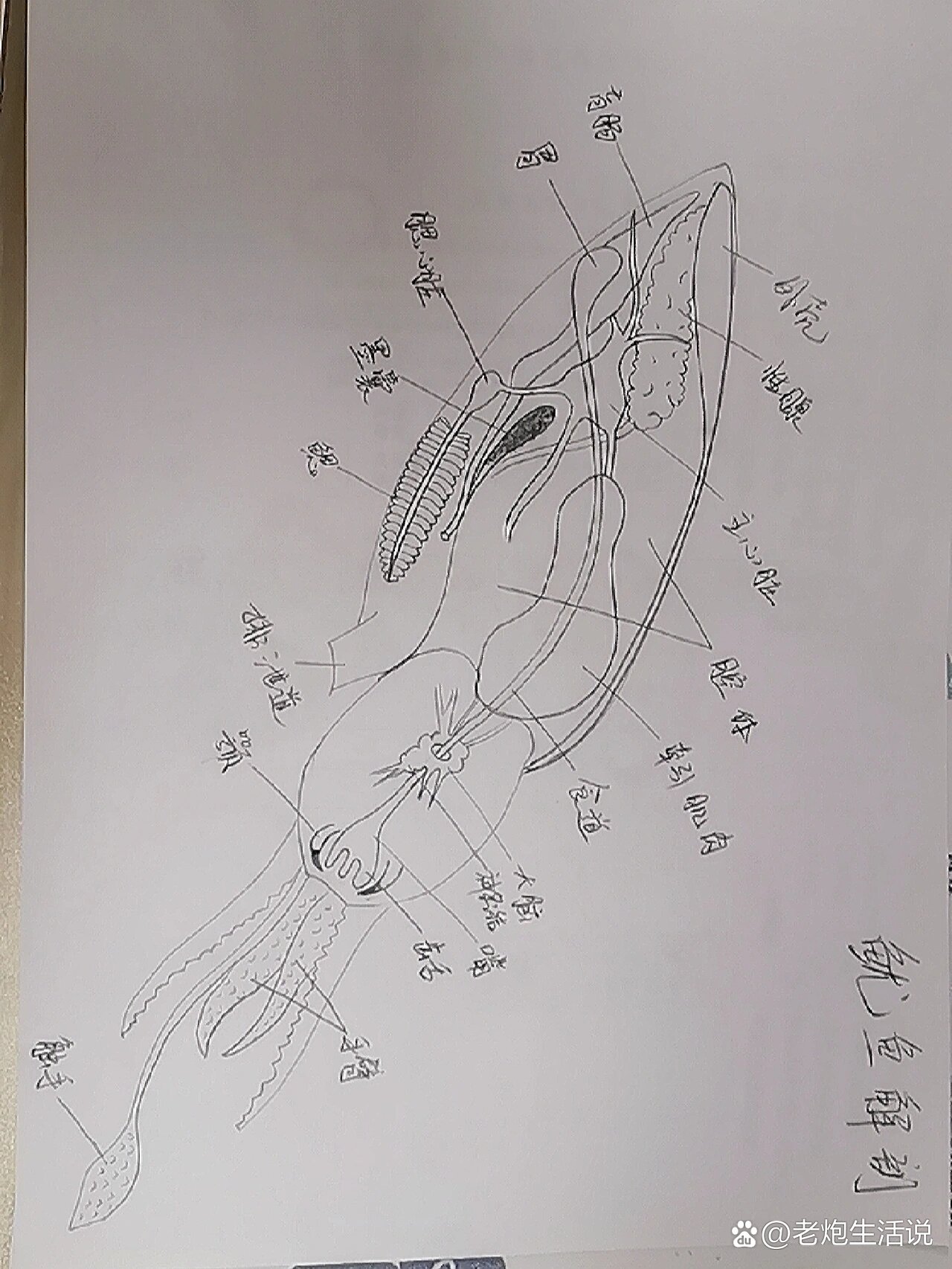 鱿鱼哪些部位不能吃图图片