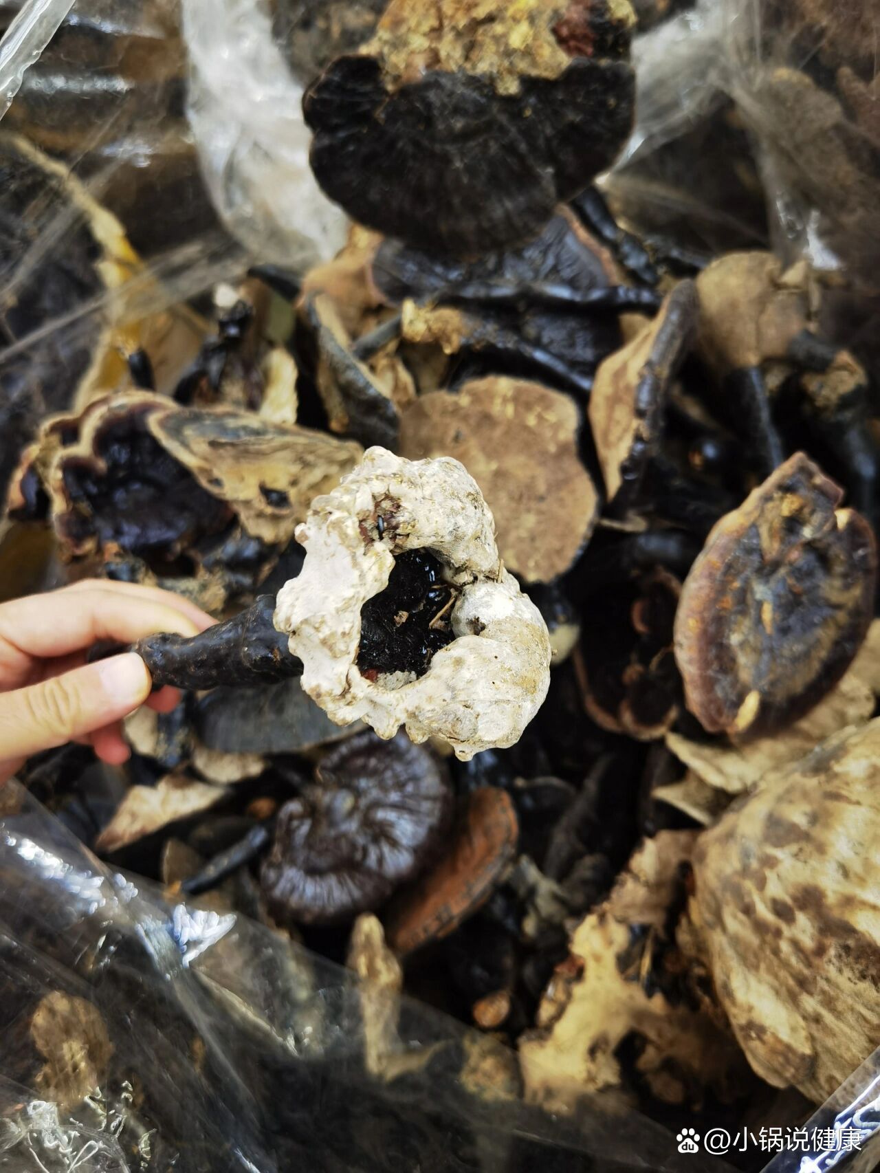 云南货野生黑灵芝,5到10公分粗的350一斤.