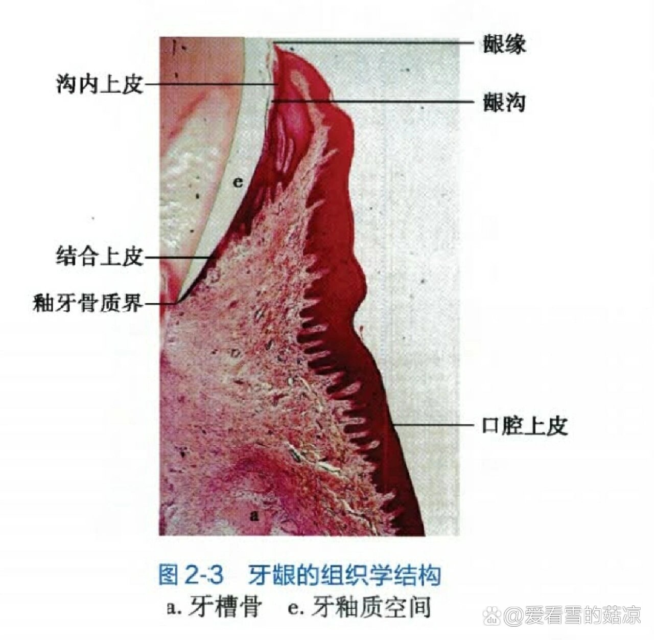 膜龈联合的位置图片