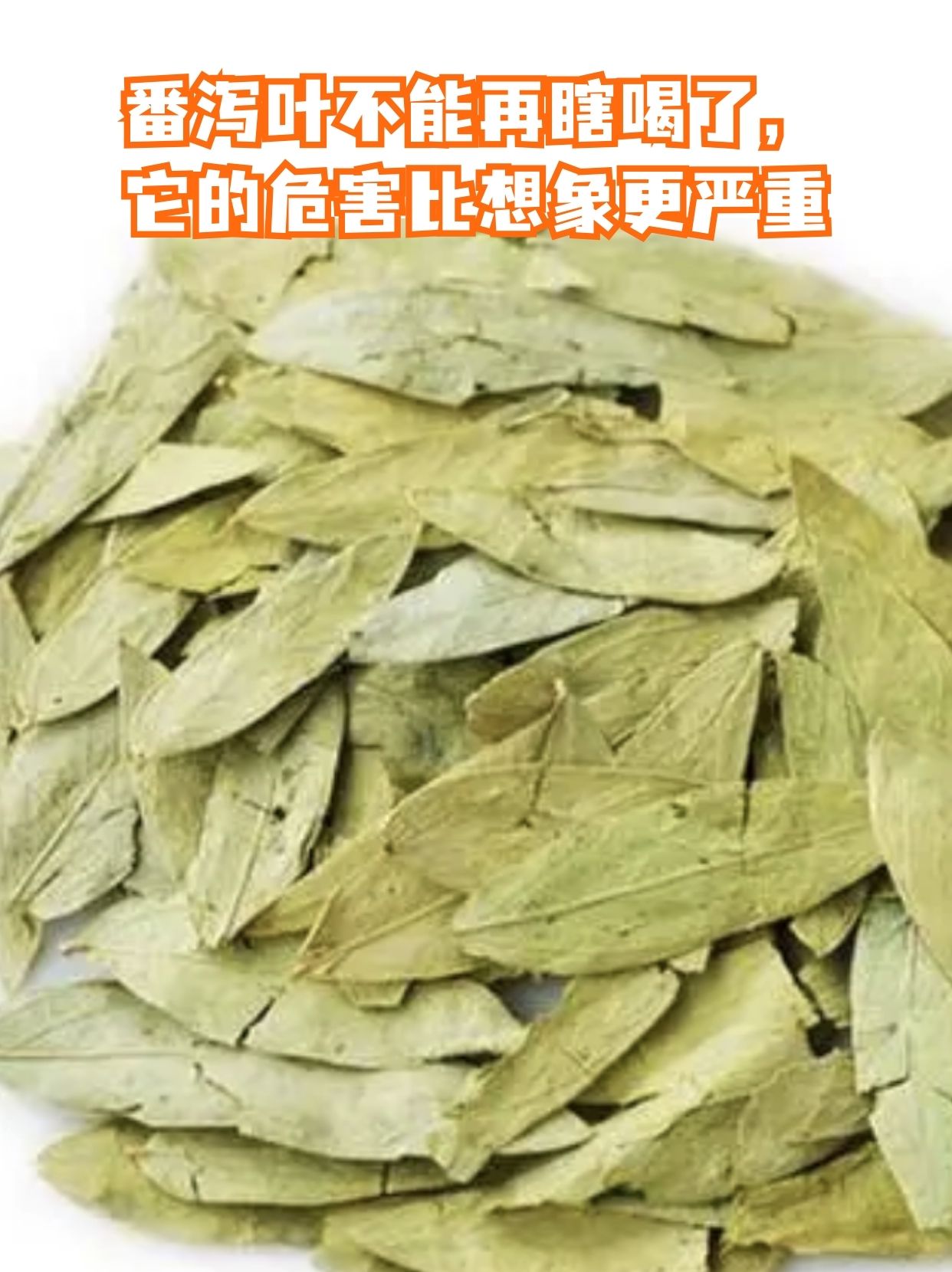 番泻叶不能再瞎喝了,它的危害比想象更严重