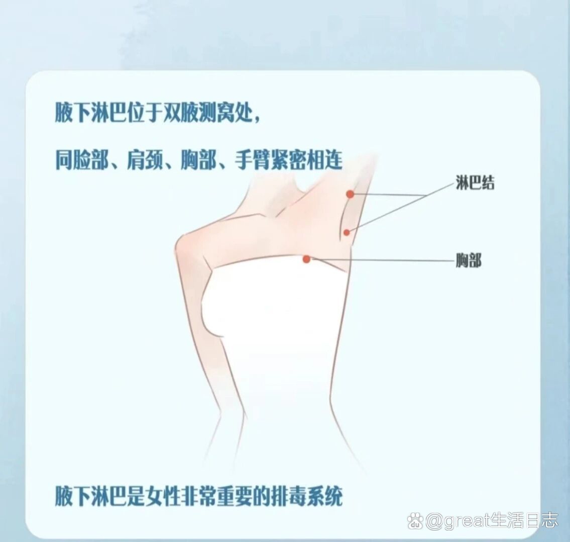 腋窝淋巴结示意图图片