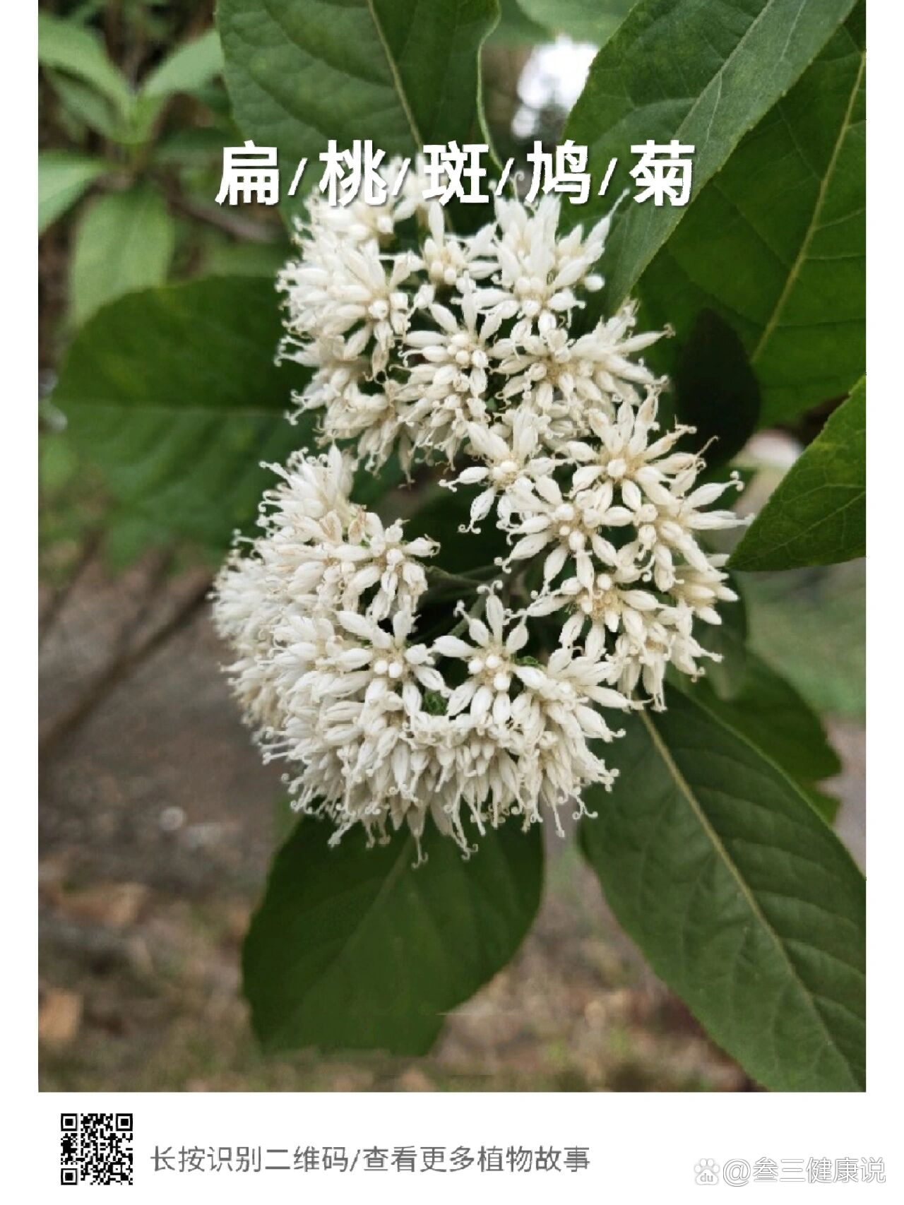 扁桃斑鸠菊,又叫南非叶,听说很有用