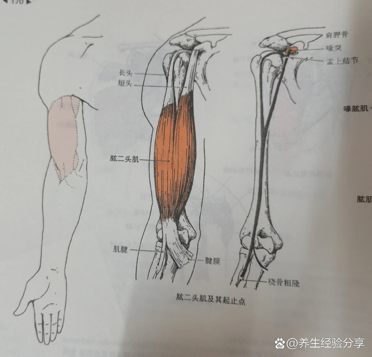 肱二头肌短头肌图片