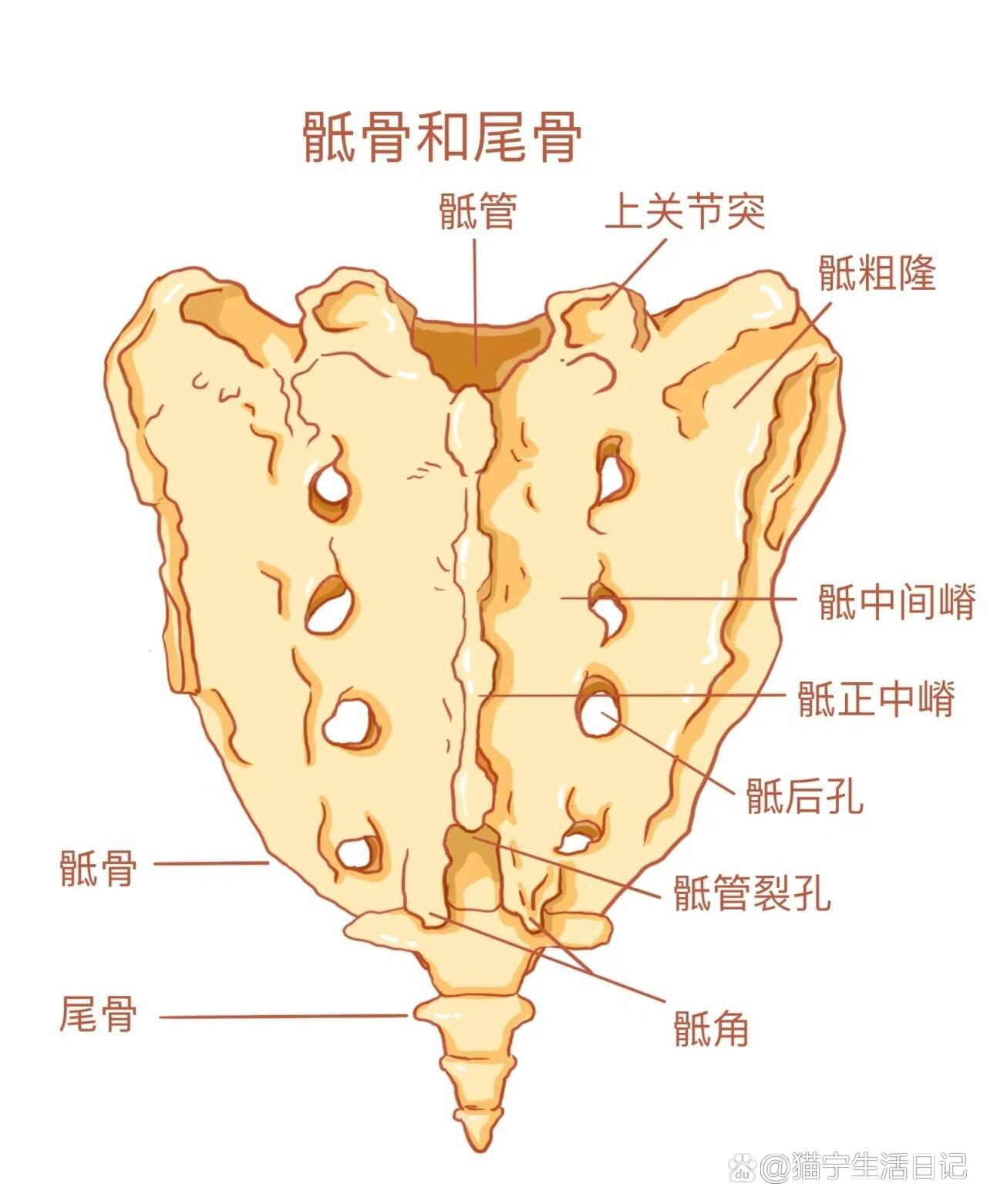 其下端为骶骨尖